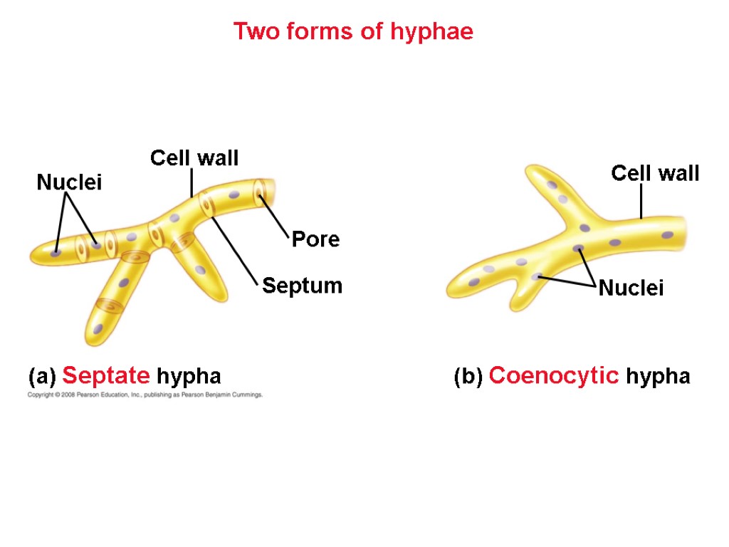 Two forms of hyphae (b) Coenocytic hypha Septum (a) Septate hypha Pore Nuclei Nuclei
